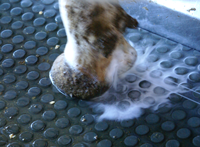 Hoof Care